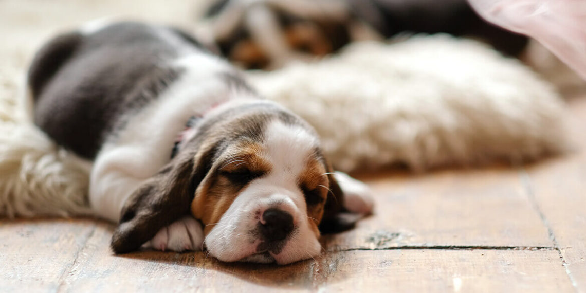 veterinary-3 portfolio-3-1140x570 (1)